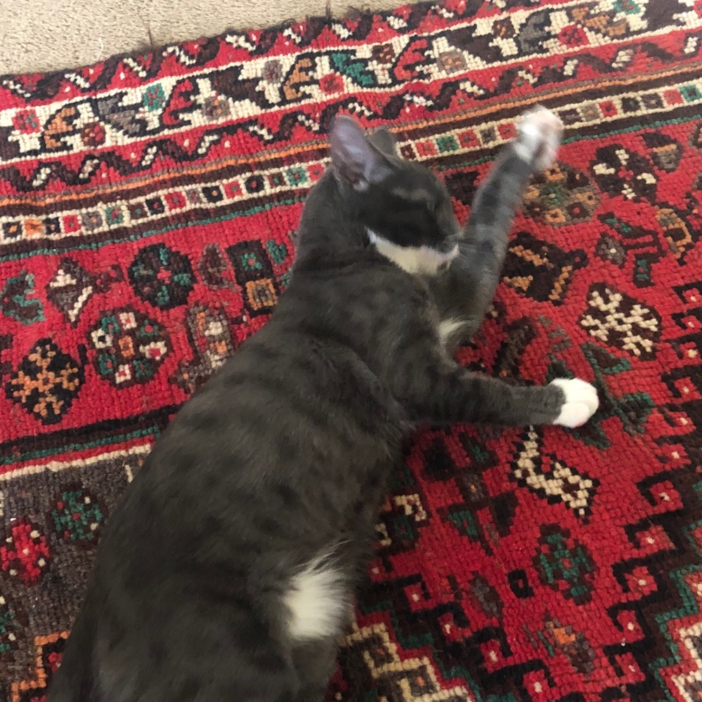 Meet your Posher, Zachary